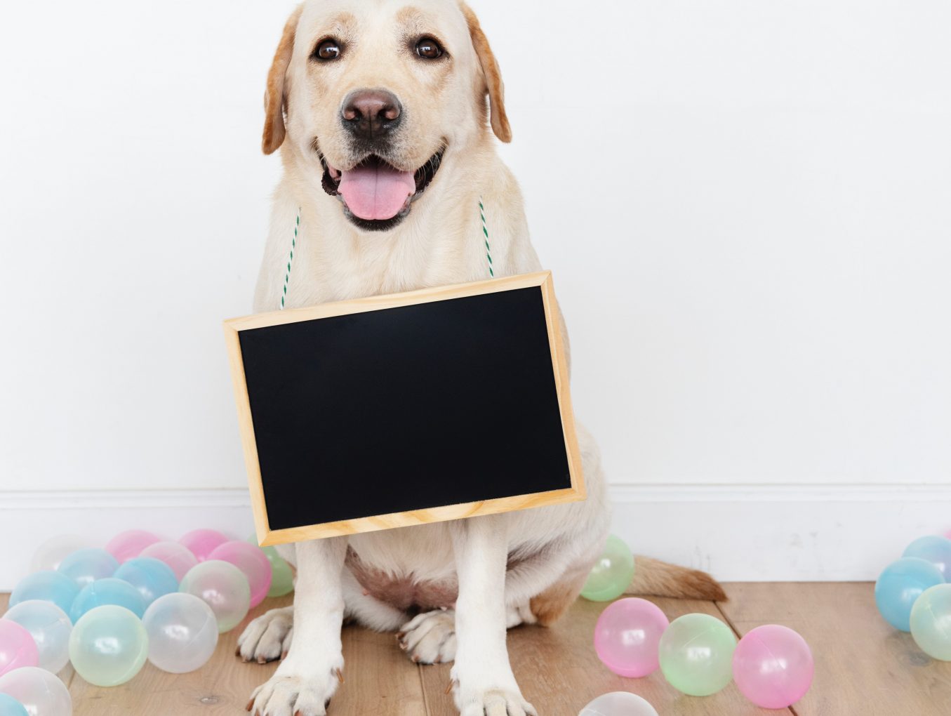 Cadeaux animaux: aiment les animaux ?